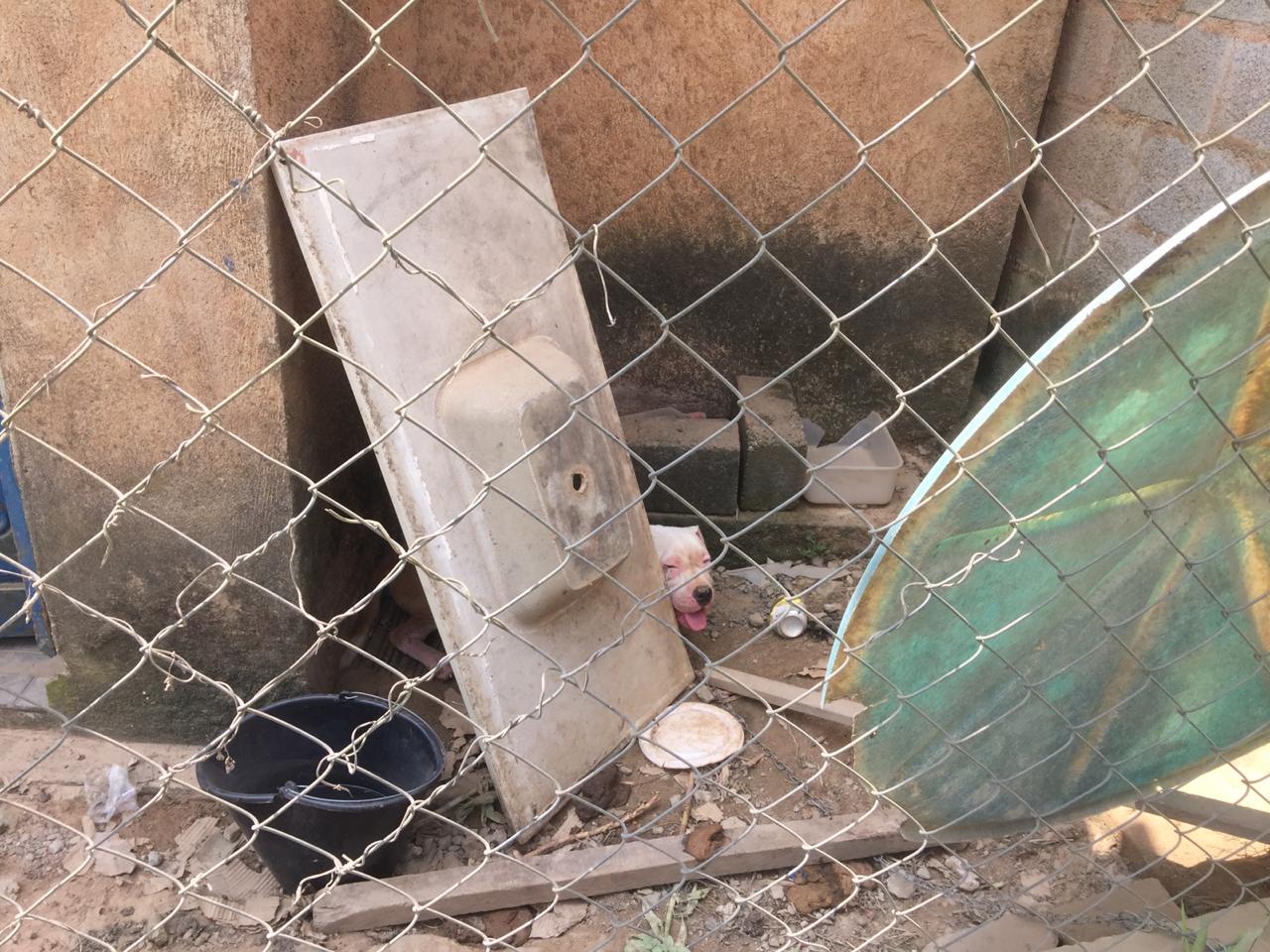 Prefeitura resgata cão em condições de abandono
