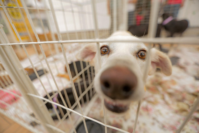 Itapevi promove 6ª edição da Feira de Adoção de Cães e Gatos Me Leva Pra Casa