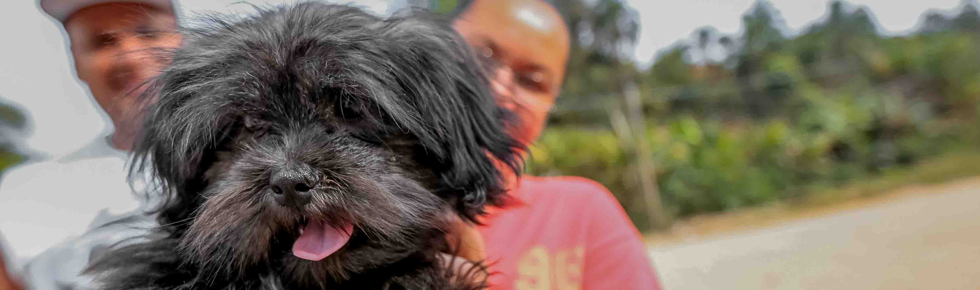 Prefeitura resgatou 403 animais no 2º semestre